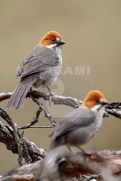 Birds of Peru, a Rufous-eared Brush-finch stock-image by Agami/Dubi Shapiro,
