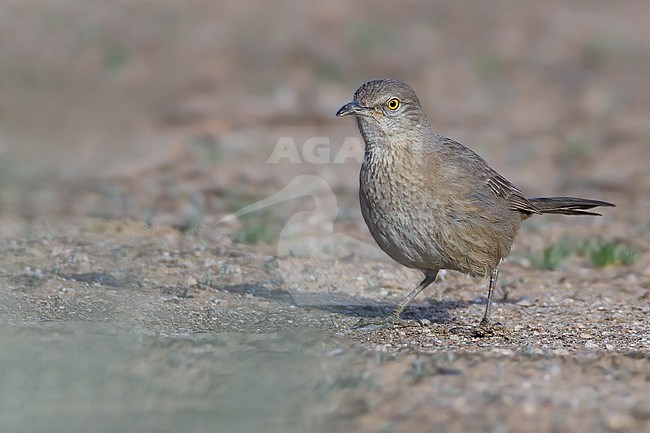 Bendire's Thrasher (Toxostoma bendirei) perched on the ground stock-image by Agami/Dubi Shapiro,