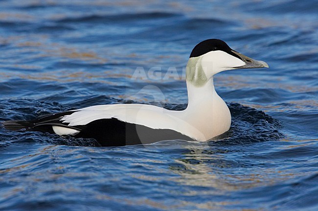 Eider; Common Eider stock-image by Agami/Markus Varesvuo,