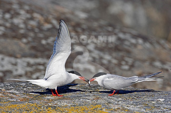 Paartje Visdieven; Pair of Common Terns stock-image by Agami/Markus Varesvuo,