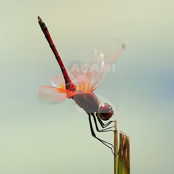 Mannetje Rode zonnewijzer, Male Trithemis arteriosa stock-image by Agami/Wil Leurs,