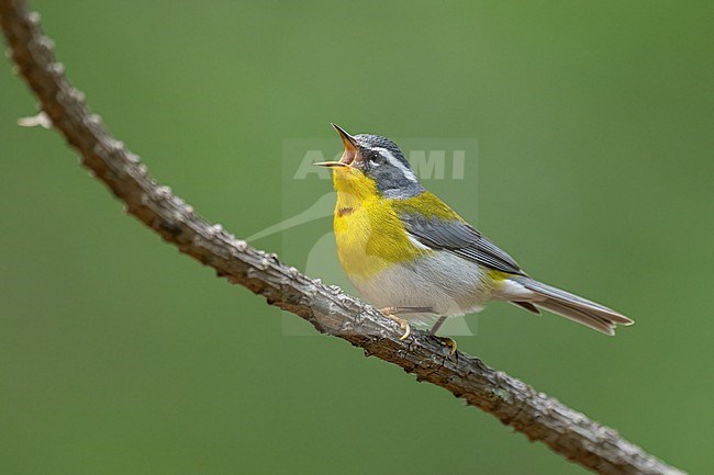 Adult
Nuevo Leon, Mexico
May 2022 stock-image by Agami/Brian E Small,