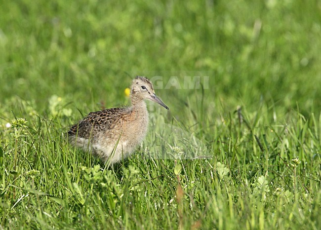 Grutto jong in gras; Black-tailed Godwit juvenile in gras stock-image by Agami/Roy de Haas,