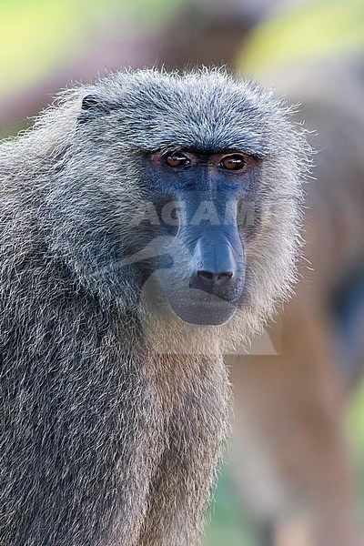 Portrait of a Olive Baboon (Papio anubis), a species that inhabits savannahs, steppes, and forests stock-image by Agami/Dubi Shapiro,