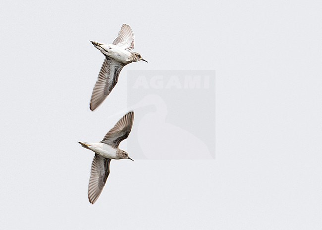 Long-toed Stint (Calidris subminuta) wintering in Thailand. stock-image by Agami/Brian Sullivan,