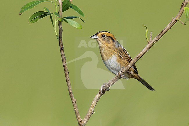 Nelson's Sparrow (Ammodramus nelsoni) perched in its breeding habitat, undisturbed marshes. stock-image by Agami/Brian E Small,