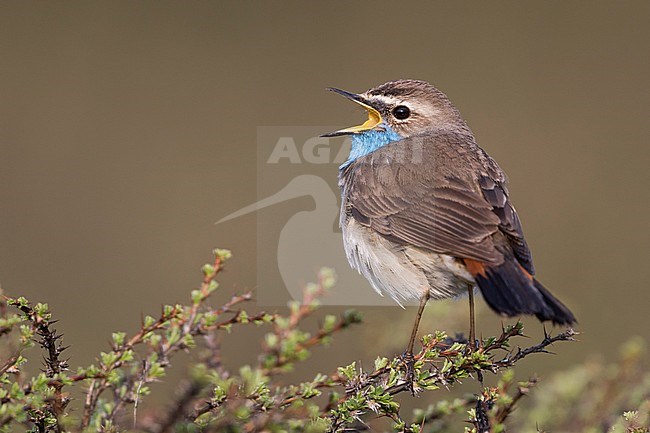 Bluethroat - Blaukehlchen - Cyanecula svecica ssp. saturatior, Kyrgyzstan, adult male stock-image by Agami/Ralph Martin,