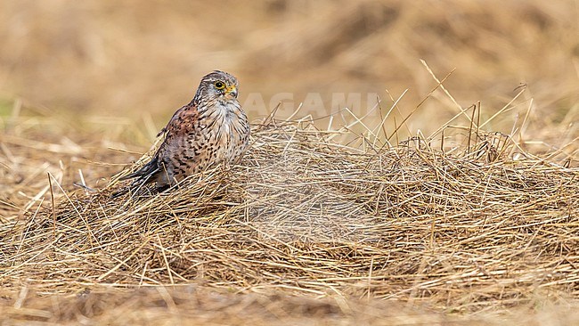 Second calendar year male Common Kestrel (Falco tinnunculus tinnunculus) sitting in an agricultural field near Westkapelle, Zeeland, the Netherlands. stock-image by Agami/Vincent Legrand,