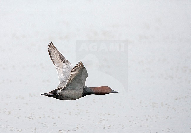 Adult male Common Pochard (Aythya ferina) flying over a lake in La Brenne in France. stock-image by Agami/Marc Guyt,