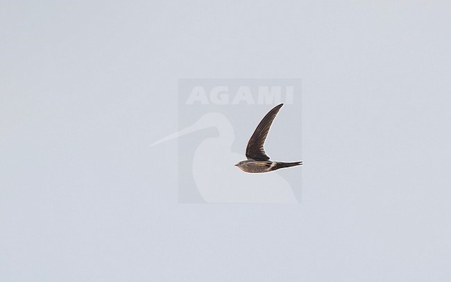 Cook's Swift (Apus cooki) in flight at Doi Angkang, Thailand stock-image by Agami/Helge Sorensen,