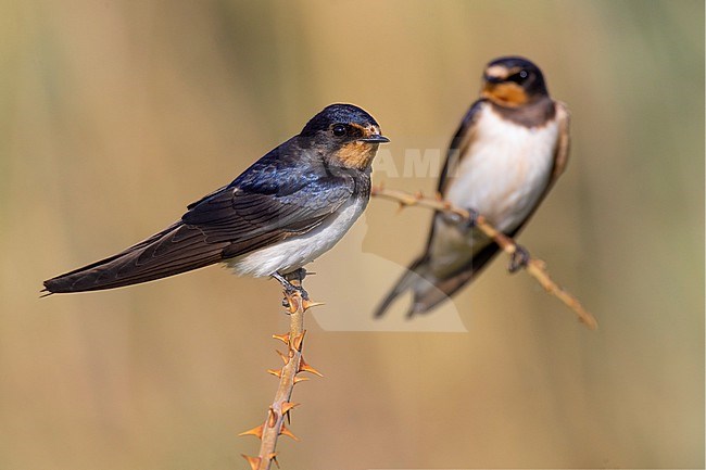 Barn Swallow (Hirundo rustica) in Italy. stock-image by Agami/Daniele Occhiato,