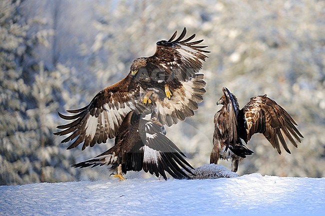Steenarenden vechtend in de sneeuw, Golden Eagles fighting in the snow stock-image by Agami/Jari Peltomäki,