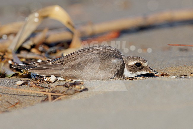 Ringed Plover (Charadrius hiaticula), side view of a juvenile crouching down to avoid predators, Campania, Italy stock-image by Agami/Saverio Gatto,