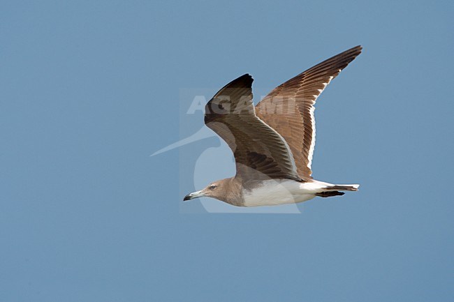 Hemprichs Meeuw; Sooty Gull stock-image by Agami/Daniele Occhiato,