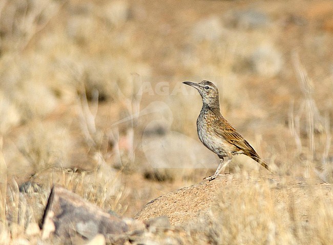 Karoo Long-billed Lark (Certhilauda semitorquata) standing erect on a rock in the desert. stock-image by Agami/Jacob Garvelink,