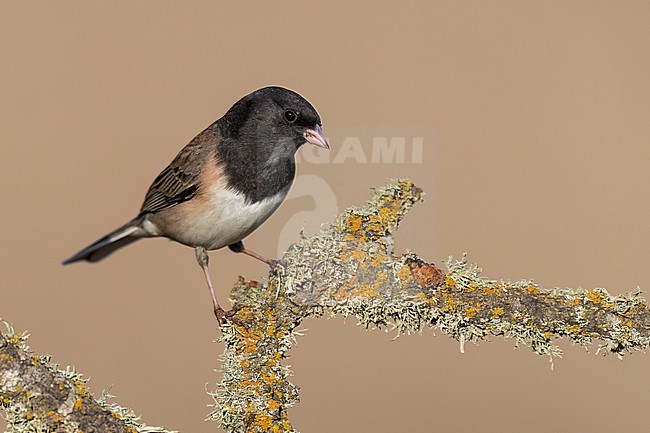 Adult male
Santa Barbara Co., CA
November 2022 stock-image by Agami/Brian E Small,