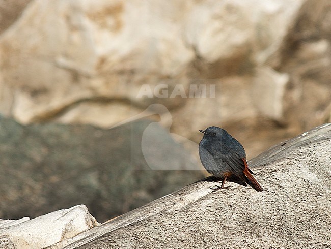 Perched Plumbeous Water Redstart (Phoenicurus fuliginosus) on a rock in local river in the Himalayas. stock-image by Agami/Marc Guyt,