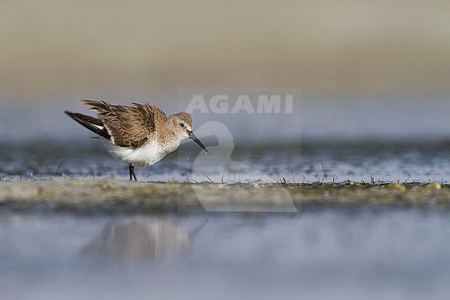 Dunlin - Alpenstrandläufer - Calidris alpina, Oman, adult stock-image by Agami/Ralph Martin,