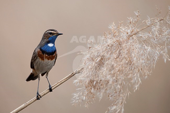 Blauwborst op rietpluim;  Bluethroat  in the reed stock-image by Agami/Han Bouwmeester,