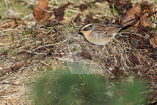 Vagrant Siberian Accentor (Prunella montanella) on the Scottish isles. First record for Great Britain. stock-image by Agami/Josh Jones,