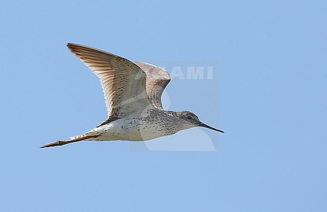 Breeding adult Marsh Sandpiper (Tringa stagnatilis) calling in flight stock-image by Agami/Mike Danzenbaker,