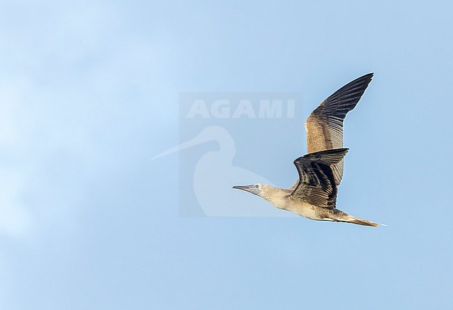 Immature Red-footed booby (Sula sula rubripes) at sea in the Pacific Ocean, around the Solomon Islands. stock-image by Agami/Marc Guyt,