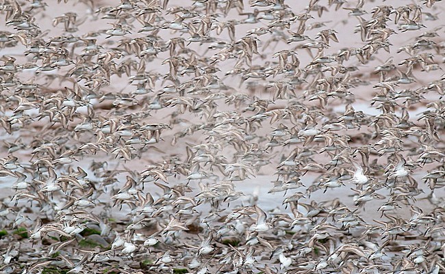 Large flock of Semipalmated Sandpipers (Calidris pusilla) taking off from roost in Johnson's Mills, Westmorland, New Brunswick, Canada. stock-image by Agami/Ian Davies,