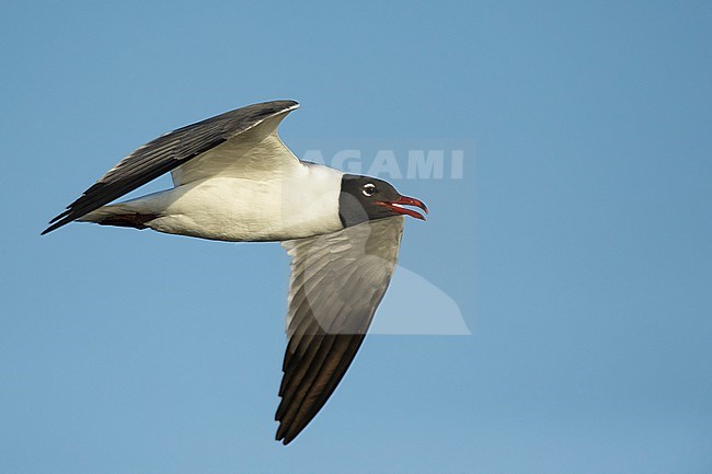 Adult Laughing Gull (Larus atricilla) in breeding plumage in
Galveston County, Texas, USA. In flight, calling. stock-image by Agami/Brian E Small,