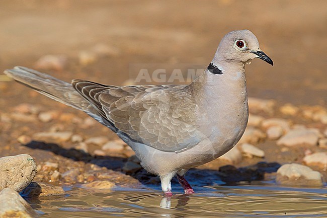 Eurasian Collared Dove (Streptopelia decaocto), adult entering a pool to get a bath, Dhofar, Oman stock-image by Agami/Saverio Gatto,