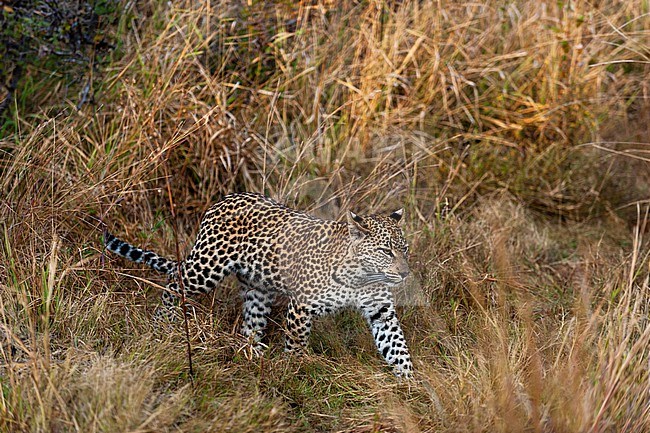A leopard, Panthera pardus, walking through tall grasses. Chief Island, Moremi Game Reserve, Okavango Delta, Botswana. stock-image by Agami/Sergio Pitamitz,