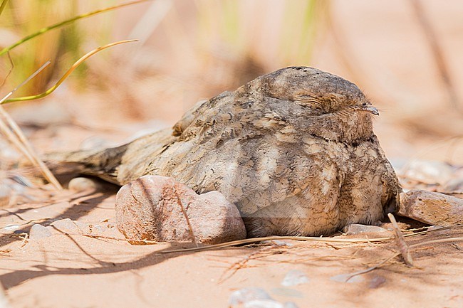 Egyptian Nightjar (Caprimulgus aegyptius saharae), close-up of an adult resting under a bush in Morocco stock-image by Agami/Saverio Gatto,