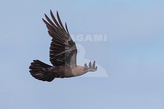 Bruinnekraaf, Brown-necked Raven stock-image by Agami/Daniele Occhiato,