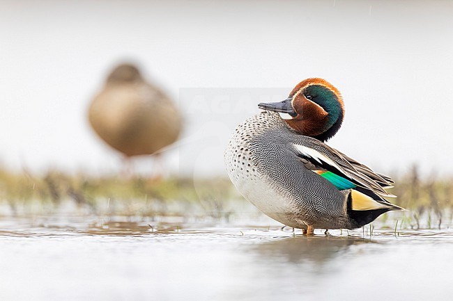 Eurasian Teal (Anas crecca) in Italy. stock-image by Agami/Daniele Occhiato,