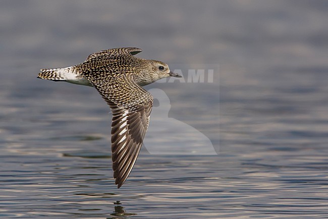 Zilverplevier; Grey Plover stock-image by Agami/Daniele Occhiato,