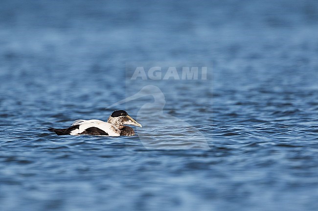 Common Eider - Eiderente - Somateria mollissima ssp. mollissima, Germany, adult male eclipse stock-image by Agami/Ralph Martin,