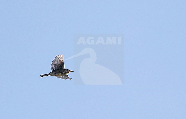 Rock Pipit, Anthus petrosus littoralis, in fligth at Nivå, Denmark stock-image by Agami/Helge Sorensen,