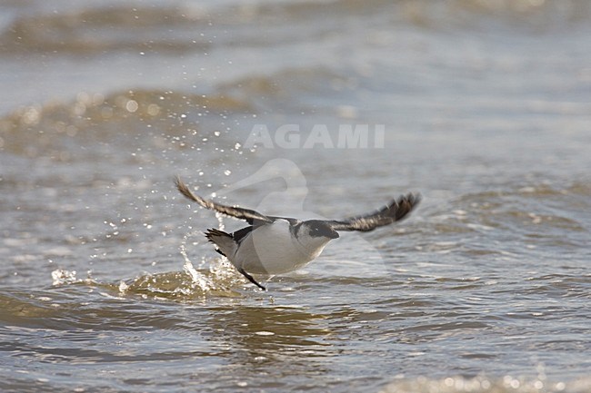 Little Auk flying from surface water; Kleine Alk opvliegend van het water stock-image by Agami/Marc Guyt,