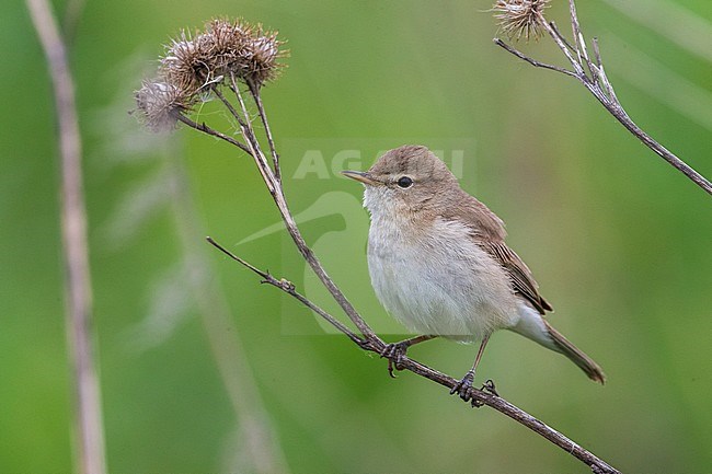 Kleine Spotvogel, Booted Warbler stock-image by Agami/Daniele Occhiato,