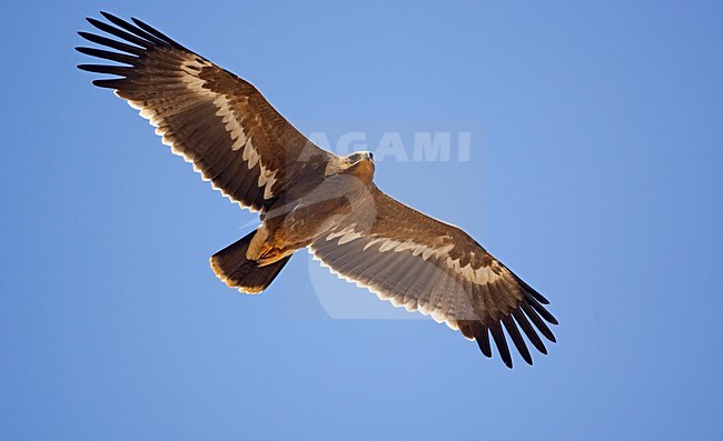 Steppearend in de vlucht; Steppe Eagle in flight stock-image by Agami/Markus Varesvuo,