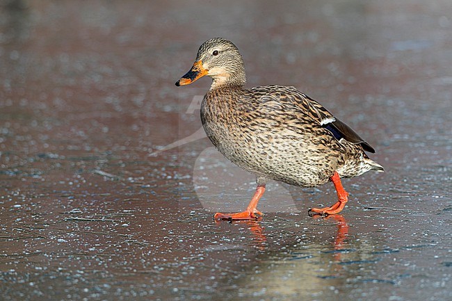 Wintering Mallard (Anas platyrhynchos) a Katwijk, Netherlands. Female standing on ice. stock-image by Agami/Marc Guyt,