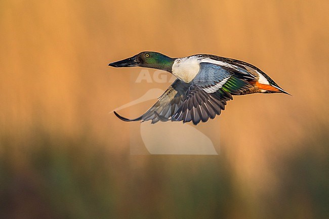 Vliegend mannetje Slobeend; Northern Shoveler male in flight stock-image by Agami/Daniele Occhiato,