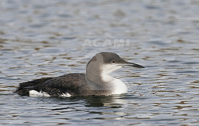 Wintering adult Black-throated Diver (Gavia arctica), swimming in the harbour of Nivå in Denmark during winter. stock-image by Agami/Helge Sorensen,