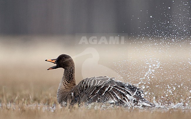 Poetsende Taigarietgans, Taiga Bean Goose preening stock-image by Agami/Jari Peltomäki,