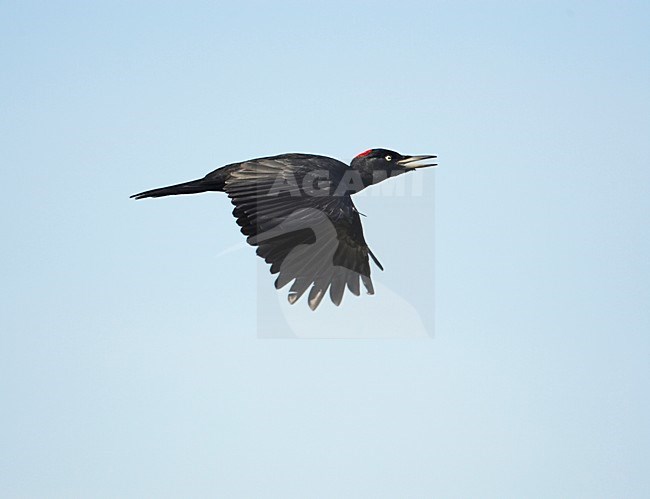 Black Woodpecker flying; Zwarte Specht vliegend stock-image by Agami/Markus Varesvuo,