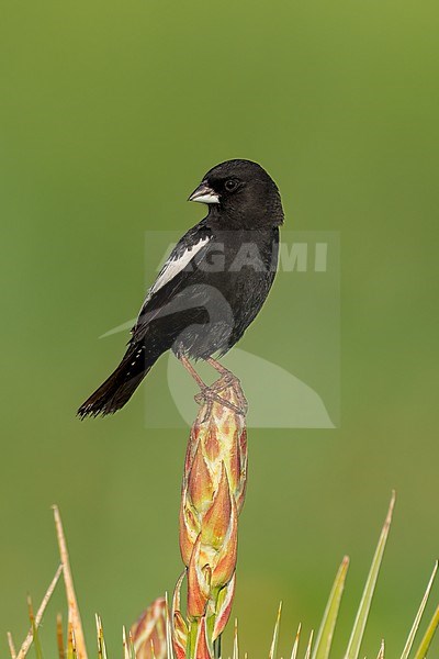 Adult male breeding
Weld Co., CO
June 2023 stock-image by Agami/Brian E Small,