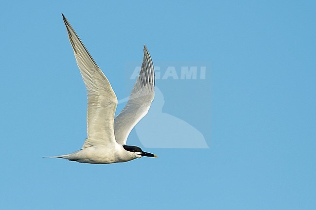 Adult Cabot's Tern (Thalasseus acuflavidus) in flight against a blue sky as background in Galveston County, Texas, USA. stock-image by Agami/Brian E Small,