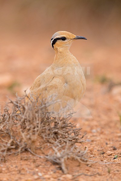 Cream-colored Courser (Cursorius cursor), side view of an adult standing on the ground in its typical habitat in Morocco stock-image by Agami/Saverio Gatto,