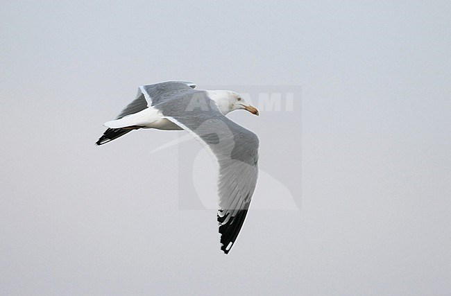 Adult American Herring Gull (Larus smithsonianus) in flight during spring migration at Cape May, New Jersey, USA. stock-image by Agami/Helge Sorensen,