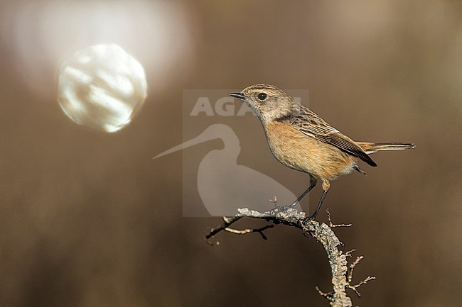 Wintering European Stonechat (Saxicola rubicola) in Italy with moon stock-image by Agami/Daniele Occhiato,