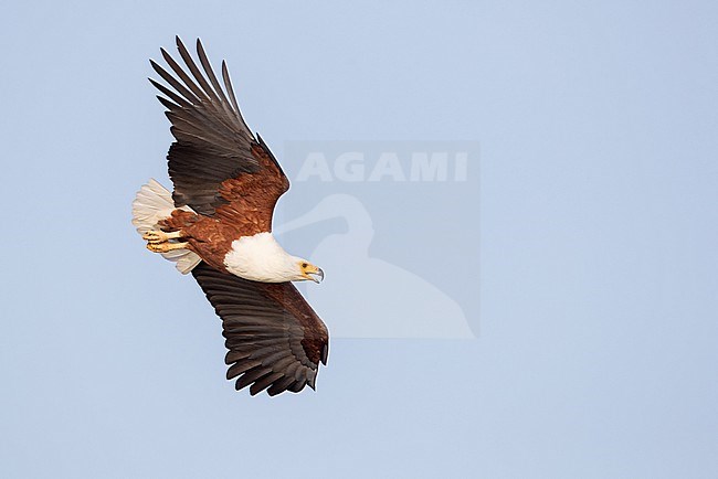 Adult African fish eagle (Icthyophaga vocifer) in Africa stock-image by Agami/Ian Davies,